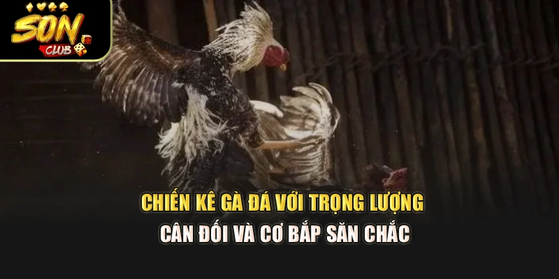 Chiến kê gà đá với trọng lượng cân đối và cơ bắp săn chắc