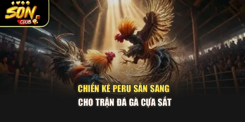 Chiến kê Peru sẵn sàng cho trận đá gà cựa sắt