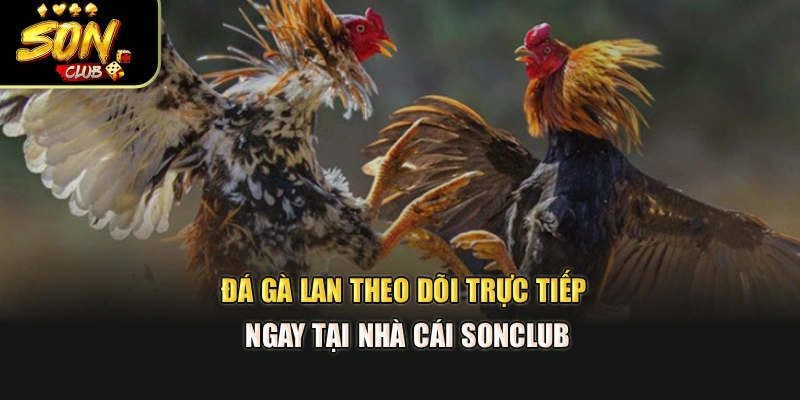 Đá Gà Lan – Theo Dõi Trực Tiếp Ngay Tại Nhà Cái Sonclub